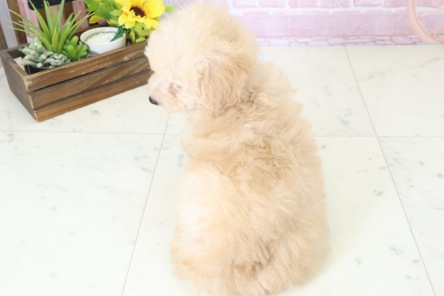 福岡県のトイプードル(トイ) (Coo&RIKU福岡東店/2025年11月11日生まれ/男の子/オレンジフォーン)の子犬の4枚目の画像