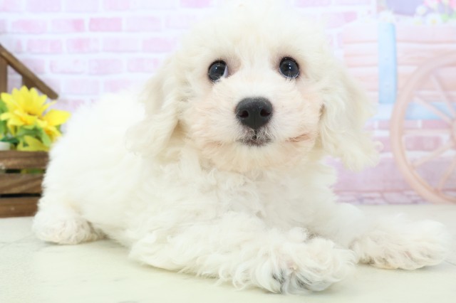 大分県のビションフリーゼ (Coo&RIKU大分店/2025年11月2日生まれ/女の子/ホワイト)の子犬の2枚目の画像