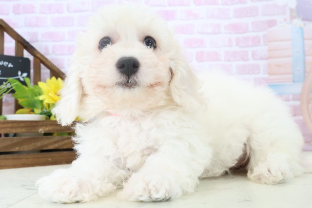 大分県のビションフリーゼ (Coo&RIKU大分店/2025年11月2日生まれ/女の子/ホワイト)の子犬の3枚目の画像