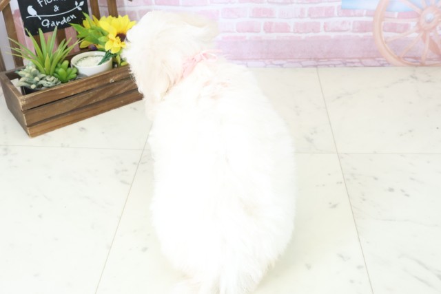 大分県のビションフリーゼ (Coo&RIKU大分店/2025年11月2日生まれ/女の子/ホワイト)の子犬の4枚目の画像