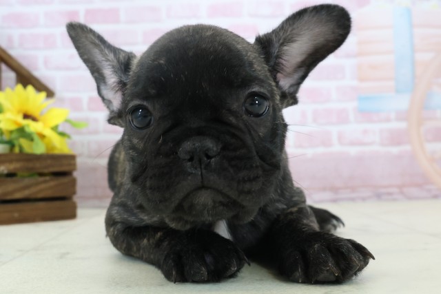 福岡県のフレンチブルドッグ (Coo&RIKU福岡西店/2025年11月3日生まれ/男の子/ブリンドル)の子犬の1枚目の画像