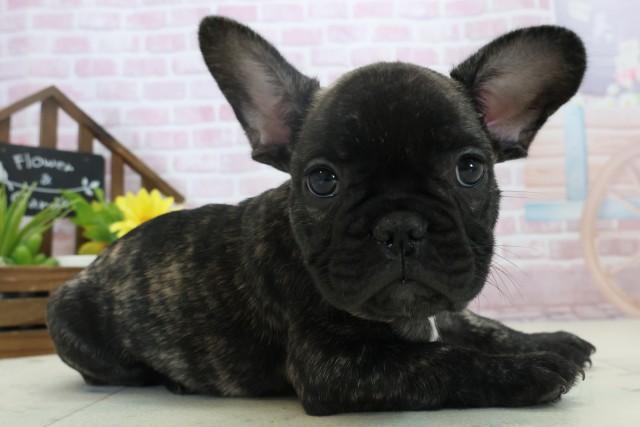 福岡県のフレンチブルドッグ (Coo&RIKU福岡西店/2025年11月3日生まれ/男の子/ブリンドル)の子犬の2枚目の画像