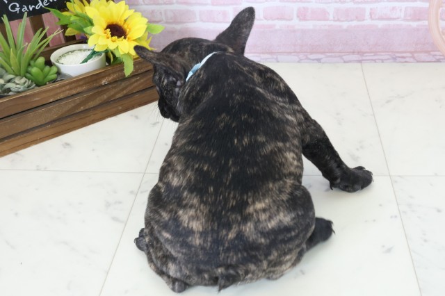 福岡県のフレンチブルドッグ (Coo&RIKU福岡西店/2025年11月3日生まれ/男の子/ブリンドル)の子犬の4枚目の画像