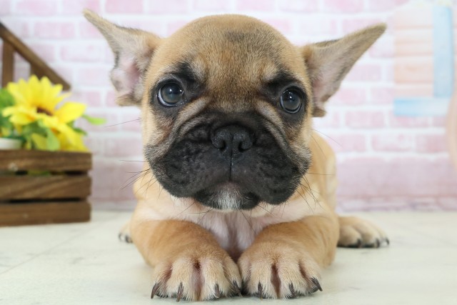 福岡県のフレンチブルドッグ (Coo&RIKU行橋店/2025年11月3日生まれ/男の子/フォーン)の子犬の1枚目の画像