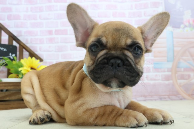 福岡県のフレンチブルドッグ (Coo&RIKU行橋店/2025年11月3日生まれ/男の子/フォーン)の子犬の2枚目の画像