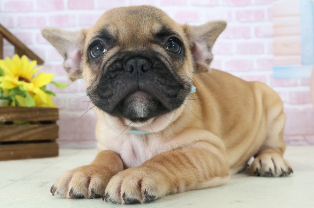 福岡県のフレンチブルドッグ (Coo&RIKU行橋店/2025年11月3日生まれ/男の子/フォーン)の子犬の3枚目の画像