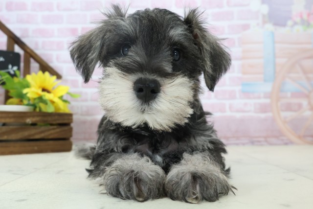 熊本県のミニチュアシュナウザー (Coo&RIKUカリーノ玉名店/2025年11月3日生まれ/男の子/ソルトペッパー)の子犬の1枚目の画像