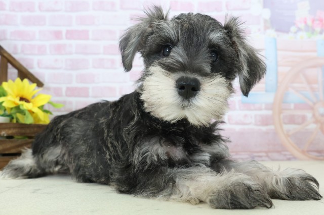 熊本県のミニチュアシュナウザー (Coo&RIKUカリーノ玉名店/2025年11月3日生まれ/男の子/ソルトペッパー)の子犬の2枚目の画像