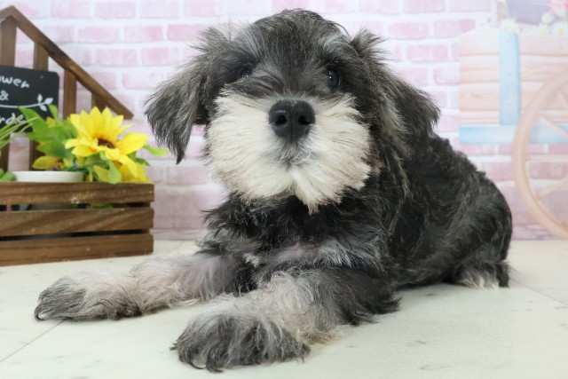 熊本県のミニチュアシュナウザー (Coo&RIKUカリーノ玉名店/2025年11月3日生まれ/男の子/ソルトペッパー)の子犬の3枚目の画像