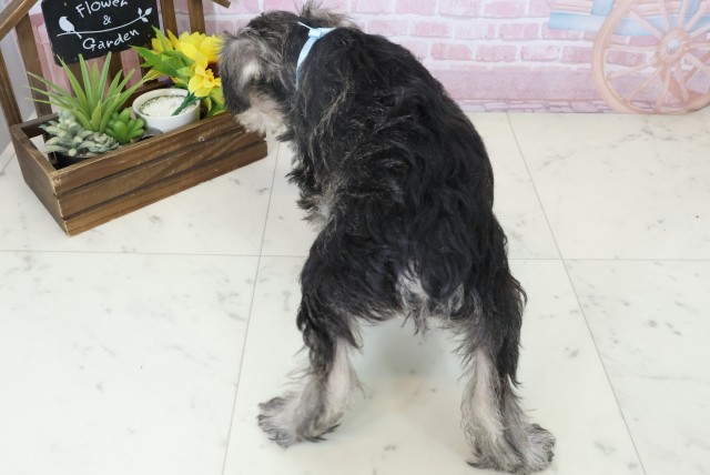 熊本県のミニチュアシュナウザー (Coo&RIKUカリーノ玉名店/2025年11月3日生まれ/男の子/ソルトペッパー)の子犬の4枚目の画像