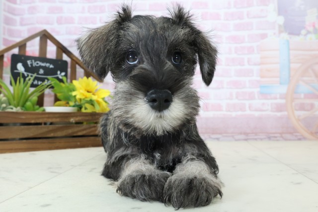 長崎県のミニチュアシュナウザー (Coo&RIKU大村店/2025年11月3日生まれ/女の子/ソルトペッパー)の子犬の1枚目の画像