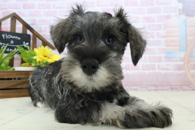 長崎県のミニチュアシュナウザー (Coo&RIKU大村店/2025年11月3日生まれ/女の子/ソルトペッパー)の子犬の2枚目の画像