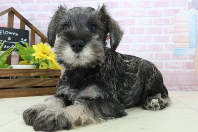 長崎県のミニチュアシュナウザー (Coo&RIKU大村店/2025年11月3日生まれ/女の子/ソルトペッパー)の子犬の3枚目の画像