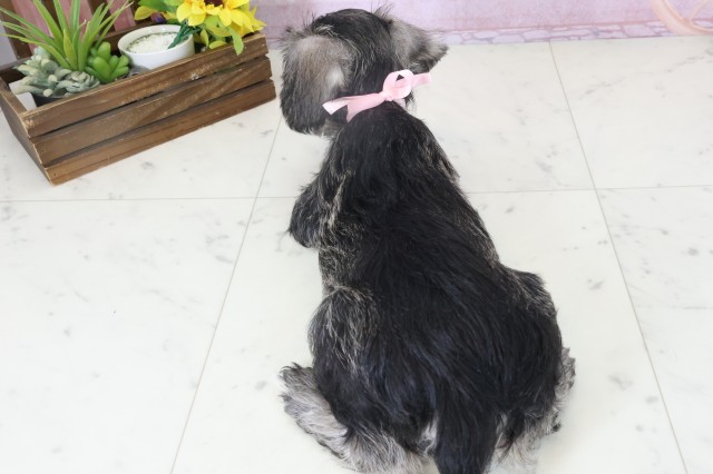 長崎県のミニチュアシュナウザー (Coo&RIKU大村店/2025年11月3日生まれ/女の子/ソルトペッパー)の子犬の4枚目の画像