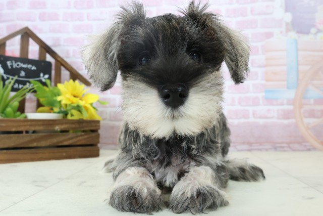 福岡県のミニチュアシュナウザー (Coo&RIKU福岡東店/2025年11月3日生まれ/女の子/ソルトペッパー)の子犬の1枚目の画像