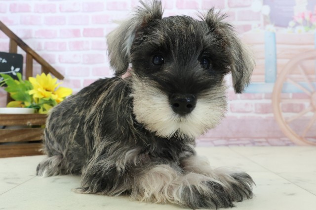 福岡県のミニチュアシュナウザー (Coo&RIKU福岡東店/2025年11月3日生まれ/女の子/ソルトペッパー)の子犬の2枚目の画像