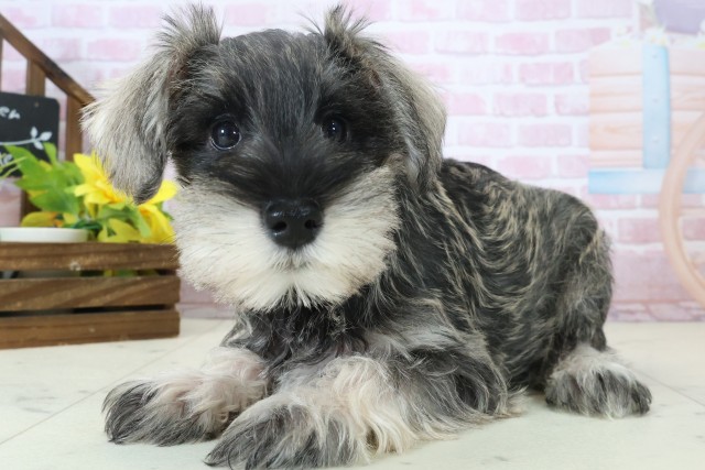 福岡県のミニチュアシュナウザー (Coo&RIKU福岡東店/2025年11月3日生まれ/女の子/ソルトペッパー)の子犬の3枚目の画像