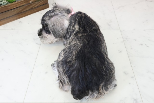 福岡県のミニチュアシュナウザー (Coo&RIKU福岡東店/2025年11月3日生まれ/女の子/ソルトペッパー)の子犬の4枚目の画像