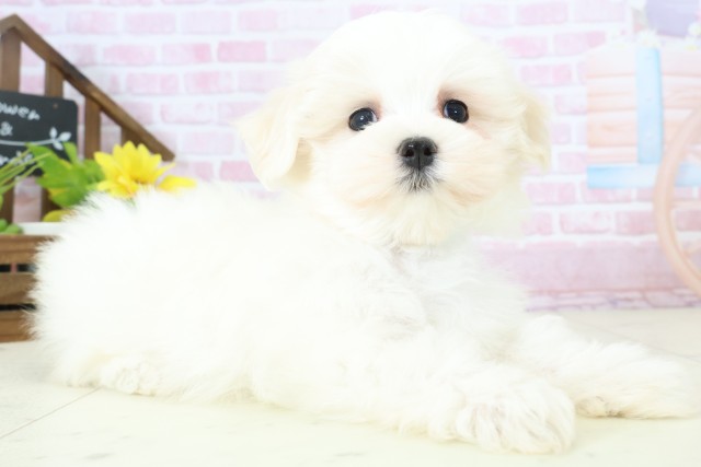 福岡県のマルチーズ (Coo&RIKU福岡東店/2025年11月6日生まれ/男の子/ホワイト)の子犬の2枚目の画像