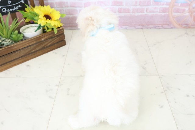 福岡県のマルチーズ (Coo&RIKU福岡東店/2025年11月6日生まれ/男の子/ホワイト)の子犬の4枚目の画像