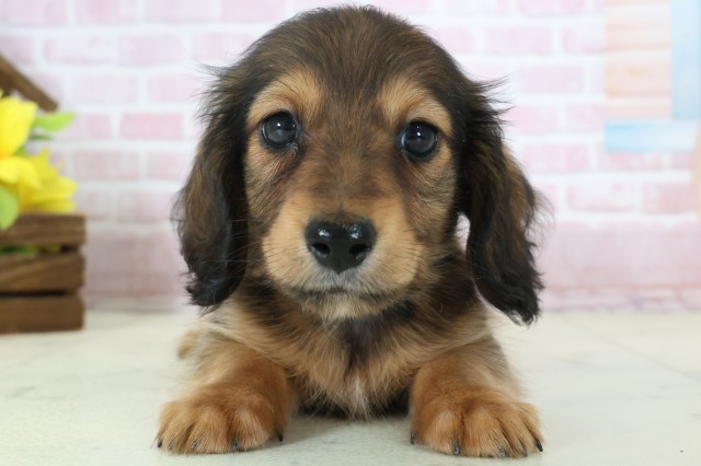 鹿児島県のミニチュアダックスフンド(ロング) (Coo&RIKU鹿児島店/2025年11月12日生まれ/男の子/シェーデットレッド)の子犬の1枚目の画像