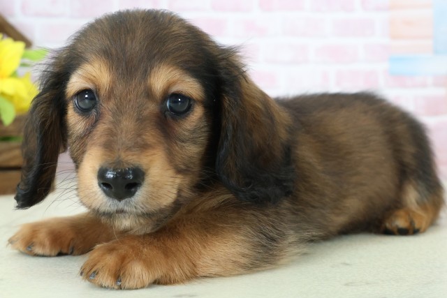 鹿児島県のミニチュアダックスフンド(ロング) (Coo&RIKU鹿児島店/2025年11月12日生まれ/男の子/シェーデットレッド)の子犬の3枚目の画像