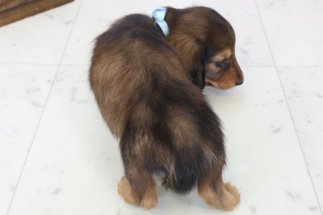 鹿児島県のミニチュアダックスフンド(ロング) (Coo&RIKU鹿児島店/2025年11月12日生まれ/男の子/シェーデットレッド)の子犬の4枚目の画像