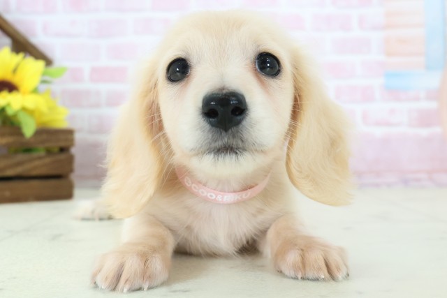 熊本県のミニチュアダックスフンド(ロング) (Coo&RIKU熊本店/2025年11月12日生まれ/女の子/イエロー)の子犬の1枚目の画像