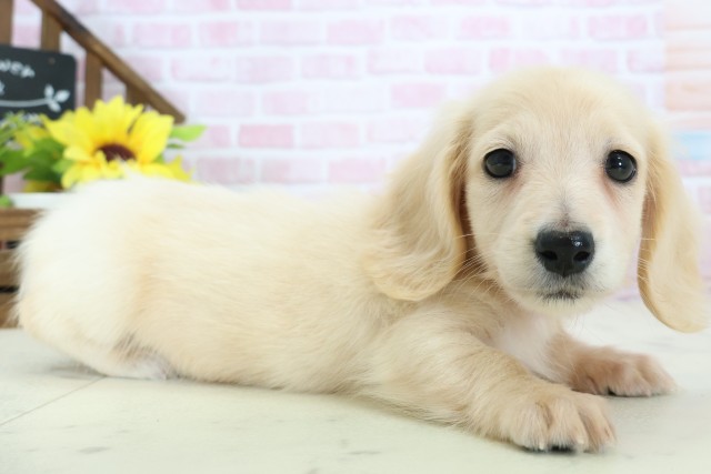 熊本県のミニチュアダックスフンド(ロング) (Coo&RIKU熊本店/2025年11月12日生まれ/女の子/イエロー)の子犬の2枚目の画像