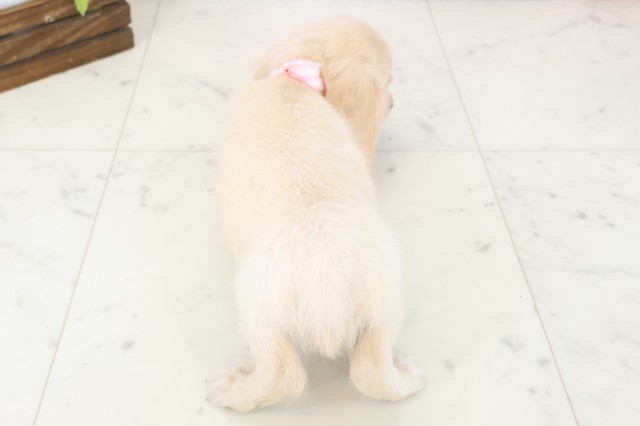 熊本県のミニチュアダックスフンド(ロング) (Coo&RIKU熊本店/2025年11月12日生まれ/女の子/イエロー)の子犬の4枚目の画像