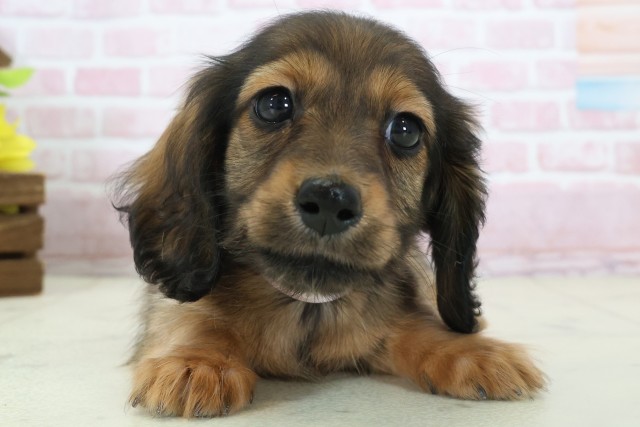 熊本県のミニチュアダックスフンド(ロング) (Coo&RIKU宇土シティモール店/2025年11月12日生まれ/女の子/シェーデットレッド)の子犬の1枚目の画像