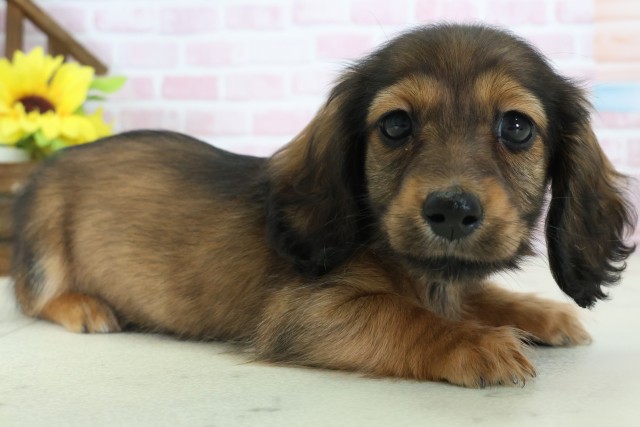 熊本県のミニチュアダックスフンド(ロング) (Coo&RIKU宇土シティモール店/2025年11月12日生まれ/女の子/シェーデットレッド)の子犬の2枚目の画像