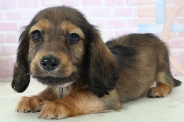 熊本県のミニチュアダックスフンド(ロング) (Coo&RIKU宇土シティモール店/2025年11月12日生まれ/女の子/シェーデットレッド)の子犬の3枚目の画像