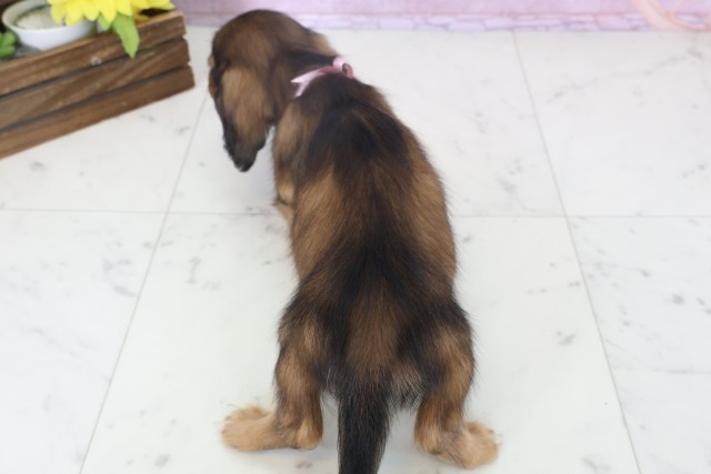 熊本県のミニチュアダックスフンド(ロング) (Coo&RIKU宇土シティモール店/2025年11月12日生まれ/女の子/シェーデットレッド)の子犬の4枚目の画像