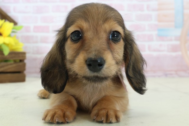 福岡県のミニチュアダックスフンド(ロング) (Coo&RIKU福岡西店/2025年11月12日生まれ/女の子/シェーデットレッド)の子犬の1枚目の画像