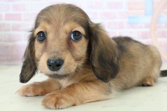 福岡県のミニチュアダックスフンド(ロング) (Coo&RIKU福岡西店/2025年11月12日生まれ/女の子/シェーデットレッド)の子犬の3枚目の画像