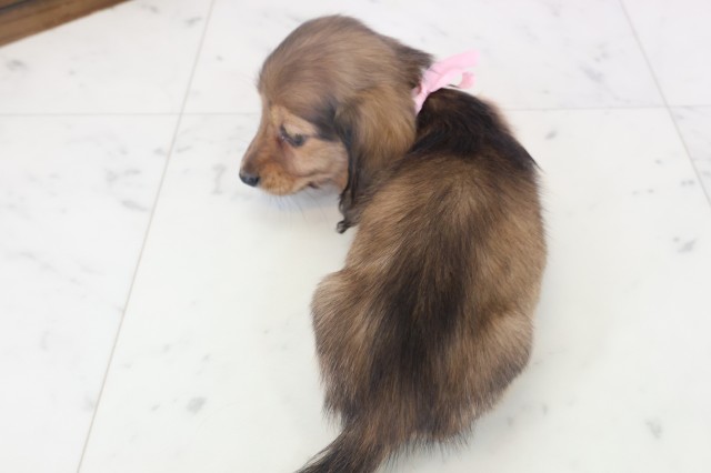 福岡県のミニチュアダックスフンド(ロング) (Coo&RIKU福岡西店/2025年11月12日生まれ/女の子/シェーデットレッド)の子犬の4枚目の画像