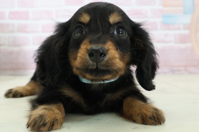 鹿児島県のミニチュアダックスフンド(ロング) (Coo&RIKU鹿児島店/2025年11月12日生まれ/男の子/ブラックタン)の子犬の1枚目の画像