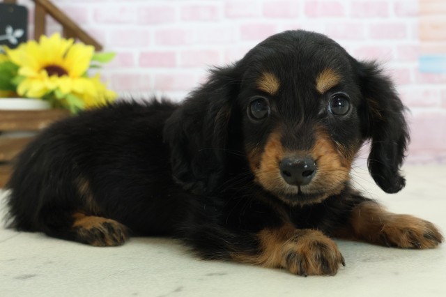 鹿児島県のミニチュアダックスフンド(ロング) (Coo&RIKU鹿児島店/2025年11月12日生まれ/男の子/ブラックタン)の子犬の2枚目の画像