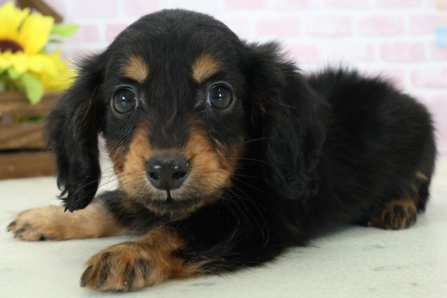 鹿児島県のミニチュアダックスフンド(ロング) (Coo&RIKU鹿児島店/2025年11月12日生まれ/男の子/ブラックタン)の子犬の3枚目の画像