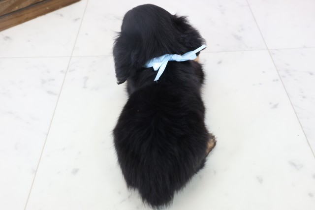 鹿児島県のミニチュアダックスフンド(ロング) (Coo&RIKU鹿児島店/2025年11月12日生まれ/男の子/ブラックタン)の子犬の4枚目の画像