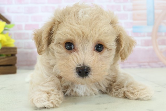 熊本県のマルプー(マルチーズ×プードル) (Coo&RIKU熊本店/2025年11月12日生まれ/男の子/クリーム)の子犬の1枚目の画像