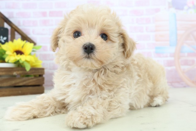 熊本県のマルプー(マルチーズ×プードル) (Coo&RIKU熊本店/2025年11月12日生まれ/男の子/クリーム)の子犬の3枚目の画像