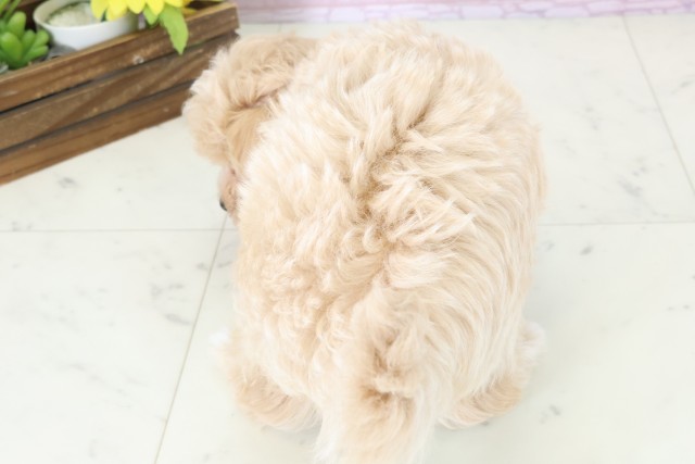 熊本県のマルプー(マルチーズ×プードル) (Coo&RIKU熊本店/2025年11月12日生まれ/男の子/クリーム)の子犬の4枚目の画像