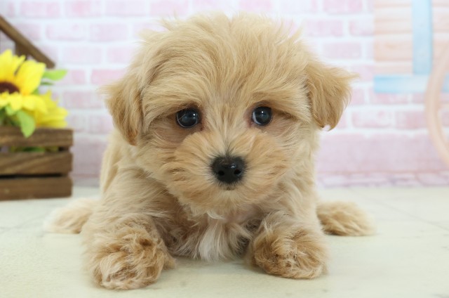 鹿児島県のマルプー(マルチーズ×プードル) (Coo&RIKU鹿屋店/2025年11月12日生まれ/男の子/クリーム)の子犬の1枚目の画像