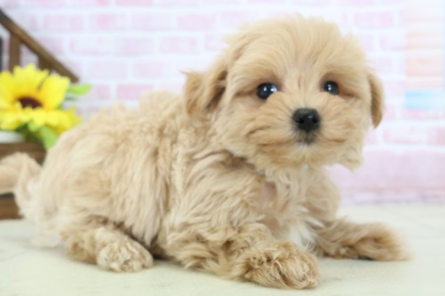 鹿児島県のマルプー(マルチーズ×プードル) (Coo&RIKU鹿屋店/2025年11月12日生まれ/男の子/クリーム)の子犬の2枚目の画像