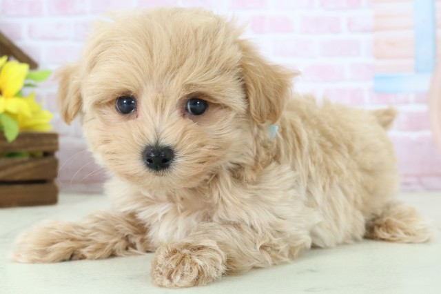 鹿児島県のマルプー(マルチーズ×プードル) (Coo&RIKU鹿屋店/2025年11月12日生まれ/男の子/クリーム)の子犬の3枚目の画像