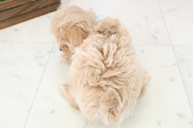 鹿児島県のマルプー(マルチーズ×プードル) (Coo&RIKU鹿屋店/2025年11月12日生まれ/男の子/クリーム)の子犬の4枚目の画像