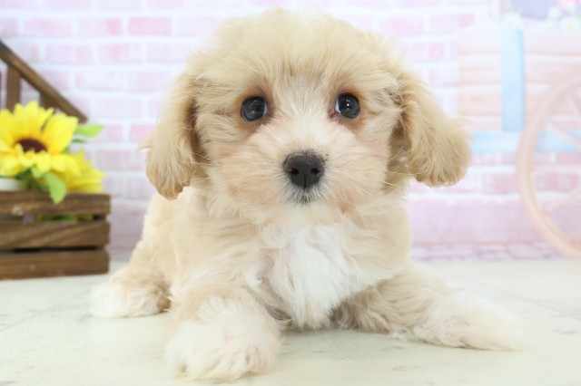 沖縄県のマルプー(マルチーズ×プードル) (Coo&RIKUイーアス沖縄豊崎店/2025年11月12日生まれ/女の子/クリーム)の子犬の1枚目の画像