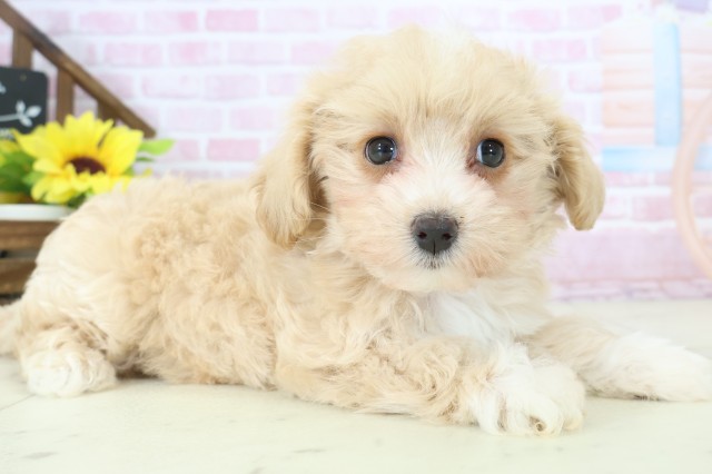沖縄県のマルプー(マルチーズ×プードル) (Coo&RIKUイーアス沖縄豊崎店/2025年11月12日生まれ/女の子/クリーム)の子犬の2枚目の画像